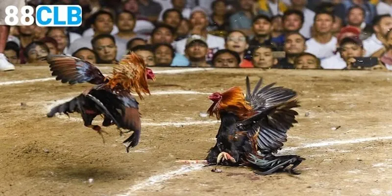 Giải mã 5 điểm hấp dẫn của sảnh đá gà