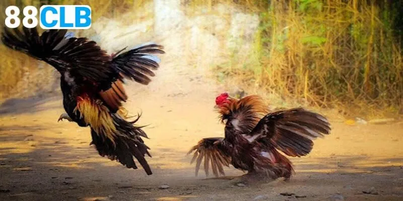 Tip để giành chiến thắng khi chơi đá gà Campuchia