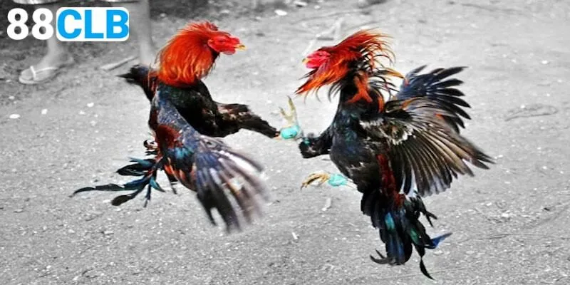 Luật cơ bản về đấu gà cựa sắt cho tân thủ