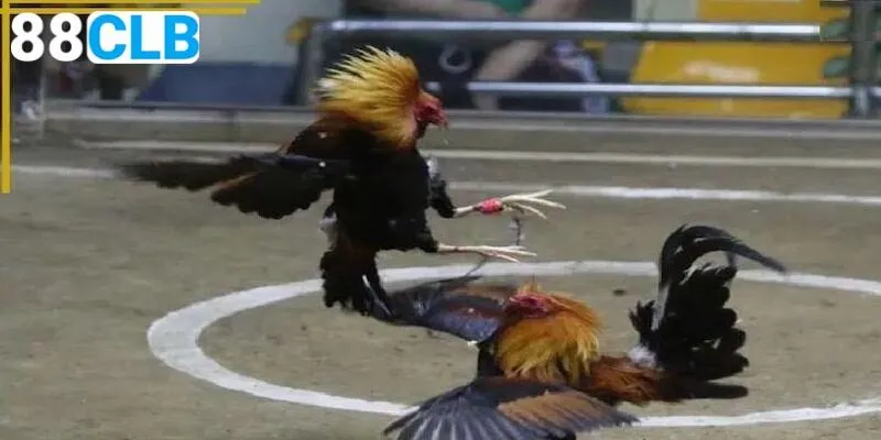 Tìm hiểu thông tin về đấu gà cựa sắt