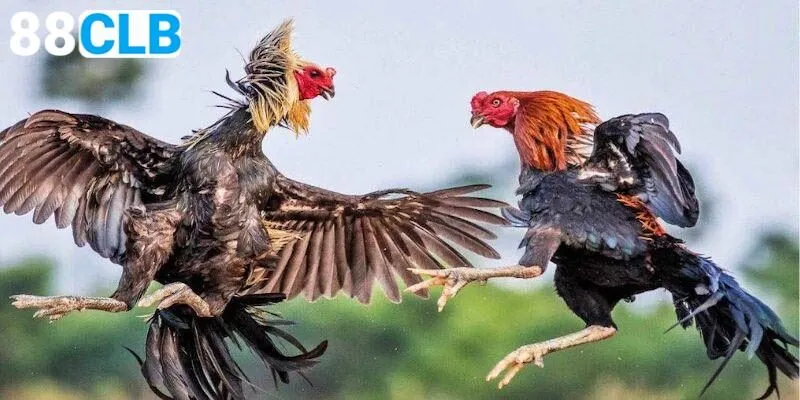 Tip cá cược gà đá cựa sắt hiệu quả