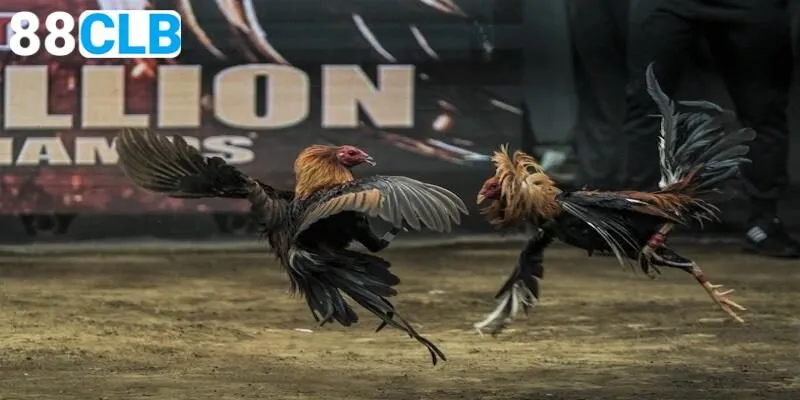 2 hình thức đặt cược đá kê lai