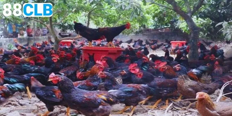 Kỹ năng cần có khi chơi đá gà lai