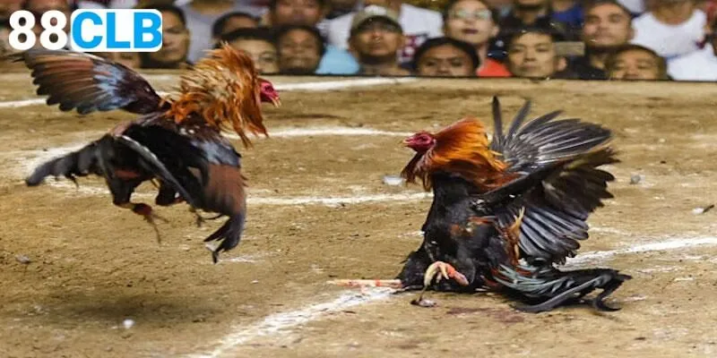 Tìm hiểu thông tin về thể loại đấu gà lai