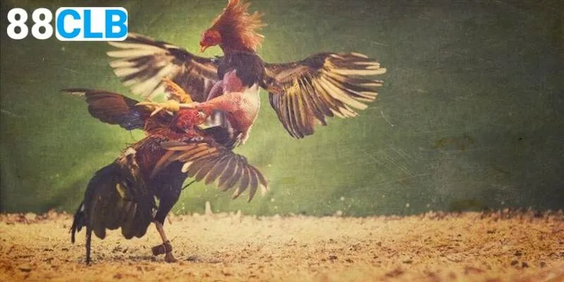 Luật chơi đá gà Mỹ cá cược như thế nào?