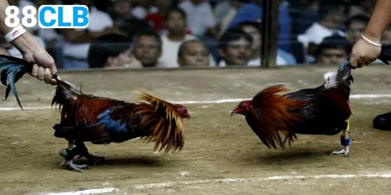 Tìm hiểu đá gà Mỹ là sao?