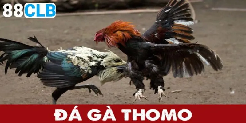 Bí kíp cá cược đá kê thomo hiệu quả từ cao thủ
