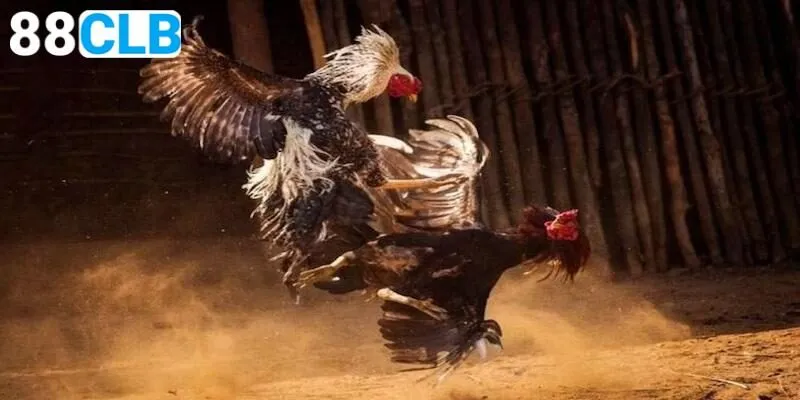 Luật chơi đấu gà thomo chi tiết nhất