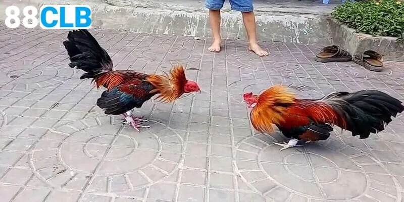 Tổng quan về sảnh đá gà Thomo