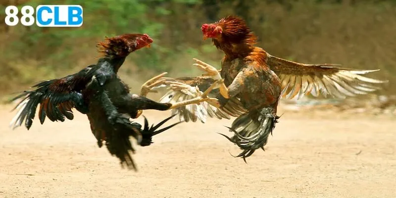 Tỷ lệ trả thưởng luôn ở top đầu